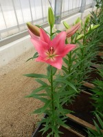 [4041 Tropic Diamond No01.JPG]